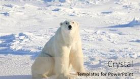  Presentation with manitoba - Colorful PPT theme enhanced with polar-bears-in-churchill-manitoba backdrop and a soft green colored foreground