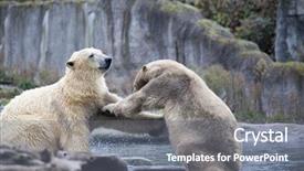  Presentation with rocks - Audience pleasing slide set consisting of polar bears on the rocks backdrop and a gray colored foreground
