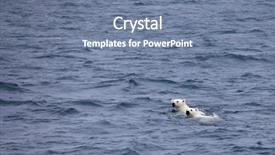  Presentation with swimming - Slide set consisting of polar bears swimming in sea background and a seafoam green colored foreground