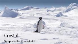  Presentation with antarctica tourism - Slide deck featuring polar express - penguin in antarctica background and a light gray colored foreground