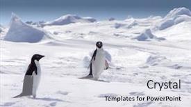  Presentation with antarctica tourism - Beautiful slide set featuring polar express - penguins in antarctica backdrop and a light gray colored foreground