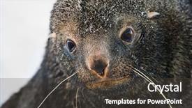  Presentation with eyes - Slides enhanced with polar express - sad fur seal with big background and a dark gray colored foreground