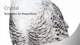  Presentation with history earth globe isolated white - Presentation design having polar-owl-isolated-on-white background and a white colored foreground