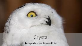 Presentation with brown - Presentation enhanced with polar-owl-on-brown-background background and a light gray colored foreground