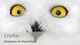  Presentation with eyes - Colorful slide deck enhanced with polar-owl-yellow-eyes-closeup backdrop and a light gray colored foreground