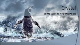 Presentation with water drops - Beautiful presentation featuring polar region - penguin on the ice backdrop and a  colored foreground