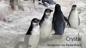  Presentation with animal nature - Audience pleasing theme consisting of polar region - wildlife animal nature - group backdrop and a light gray colored foreground