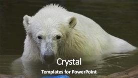  Presentation with polar bear - Theme enhanced with polarization - polar bear ursus maritimus wildlife background and a tawny brown colored foreground