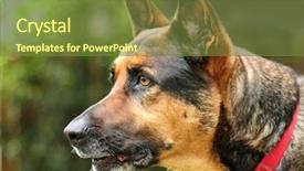  Presentation with police dog - Presentation theme having police dog - alert german shepherd with ears background and a tawny brown colored foreground