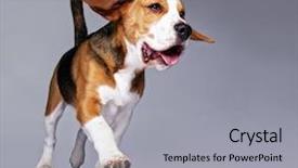  Presentation with police dog - Presentation design consisting of police dog - beagle puppy isolated on grey background and a light gray colored foreground