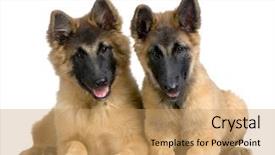  Presentation with puppy - Beautiful slide set featuring police dog - couple of puppy belgian tervuren backdrop and a coral colored foreground