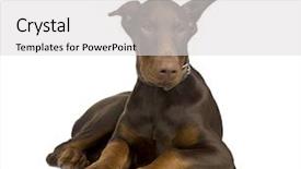  Presentation with doberman - Cool new presentation design with police dog - doberman pinscher 4 months backdrop and a light gray colored foreground