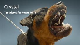  Presentation with police dog - Cool new theme with police dog - ferocious rottweiler barking on blue backdrop and a dark gray colored foreground