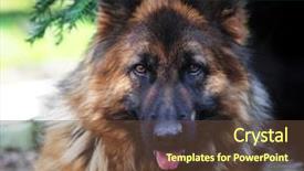  Presentation with police dog - Audience pleasing PPT theme consisting of police dog - fine portrait of young german backdrop and a tawny brown colored foreground