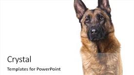  Presentation with police dog - Beautiful presentation design featuring police dog - german shepard isolated on white backdrop and a white colored foreground