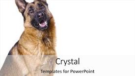  Presentation with german - Presentation theme with police dog - german shepard isolated on white background and a white colored foreground