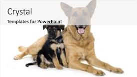  Presentation with german shepherd two young puppys - Slides featuring police dog - german shepherd 9 years background and a white colored foreground