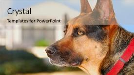  Presentation with german - Beautiful slides featuring police dog - german shepherd watchdog on watch backdrop and a coral colored foreground