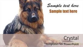  Presentation with police dog - Slides featuring police dog - long-haired german shepherd background and a mint green colored foreground