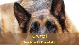  Presentation with police dog - Presentation theme having police dog - portrait of adult german sheppard background and a tawny brown colored foreground