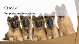  Presentation with police dog - Presentation theme having police dog - wolfpack of belgian tervuren puppies background and a white colored foreground