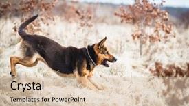  Presentation with german shepherd two young puppys - Amazing presentation design having country of gabon highlighted in red on blue map 3d illustration backdrop and a light blue colored foreground