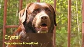  Presentation with police - PPT theme having police intelligence - labrador background and a tawny brown colored foreground