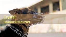  Presentation with police professionalism - Slide set enhanced with police shepherd background and a coral colored foreground