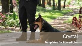 Presentation with police dog - Theme having policeman with his police dog background and a violet colored foreground