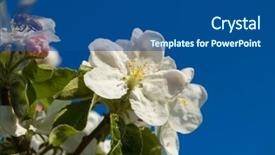  Presentation with apple flower - Slide set having polinatio fruit bees - apple flower on blue sky background and a  colored foreground