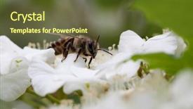  Presentation with apple flower - Beautiful slides featuring polinatio fruit bees - apple tree flower and bee backdrop and a tawny brown colored foreground