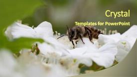  Presentation with apple flower - Cool new slides with polinatio fruit bees - apple tree flower and bee backdrop and a tawny brown colored foreground