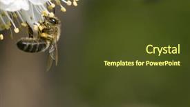  Presentation with apple flower - Slides with polinatio fruit bees - apple tree flower and bee background and a tawny brown colored foreground