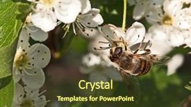  Presentation with apple flower - Slides with polinatio fruit bees - apple tree flower and bee background and a  colored foreground