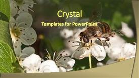  Presentation with apple flower - Colorful presentation design enhanced with polinatio fruit bees - apple tree flower and bee backdrop and a tawny brown colored foreground