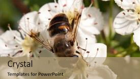  Presentation with apple flower - Amazing presentation design having polinatio fruit bees - apple tree flower and bee backdrop and a  colored foreground