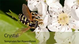  Presentation with apple flower - Amazing presentation design having polinatio fruit bees - apple tree flower and wasp backdrop and a  colored foreground