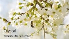  Presentation with bee - PPT layouts featuring polinatio fruit bees - bee in cherry flower isolated background and a  colored foreground
