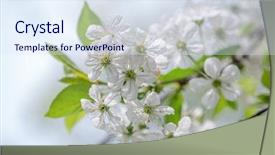  Presentation with bee - Presentation theme enhanced with polinatio fruit bees - bee in cherry flower isolated background and a  colored foreground