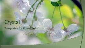  Presentation with bee - Slide set consisting of polinatio fruit bees - bee in cherry flower isolated background and a  colored foreground