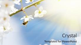  Presentation with bee - Beautiful presentation featuring polinatio fruit bees - bee on cherry flowers backdrop and a  colored foreground