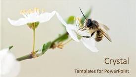  Presentation with bee - Colorful presentation theme enhanced with polinatio fruit bees - bee on flower backdrop and a lemonade colored foreground