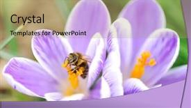  Presentation with bee - Beautiful presentation design featuring polinatio fruit bees - bee on flower backdrop and a  colored foreground