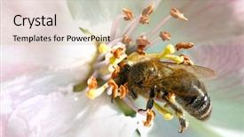  Presentation with pollen - Beautiful PPT layouts featuring polinatio fruit bees - bee on white flowers collecting backdrop and a  colored foreground
