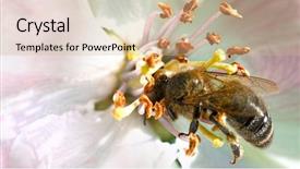  Presentation with pollen - Presentation theme featuring polinatio fruit bees - bee on white flowers collecting background and a  colored foreground
