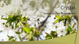  Presentation with spring tree - Amazing PPT layouts having polinatio fruit bees - close up of cherry blossoms backdrop and a  colored foreground