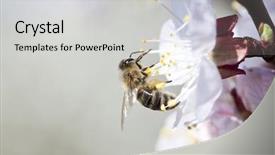  Presentation with honey bee - PPT theme featuring polinatio fruit bees - honey bee enjoying peach blossom background and a light gray colored foreground