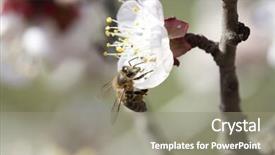  Presentation with honey bee - Beautiful slide set featuring polinatio fruit bees - honey bee enjoying peach blossom backdrop and a  colored foreground