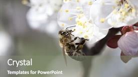  Presentation with honey bee - Colorful presentation theme enhanced with polinatio fruit bees - honey bee enjoying peach blossom backdrop and a  colored foreground