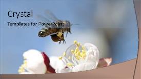  Presentation with honey bee - Slide set having polinatio fruit bees - honey bee enjoying peach blossom background and a light blue colored foreground